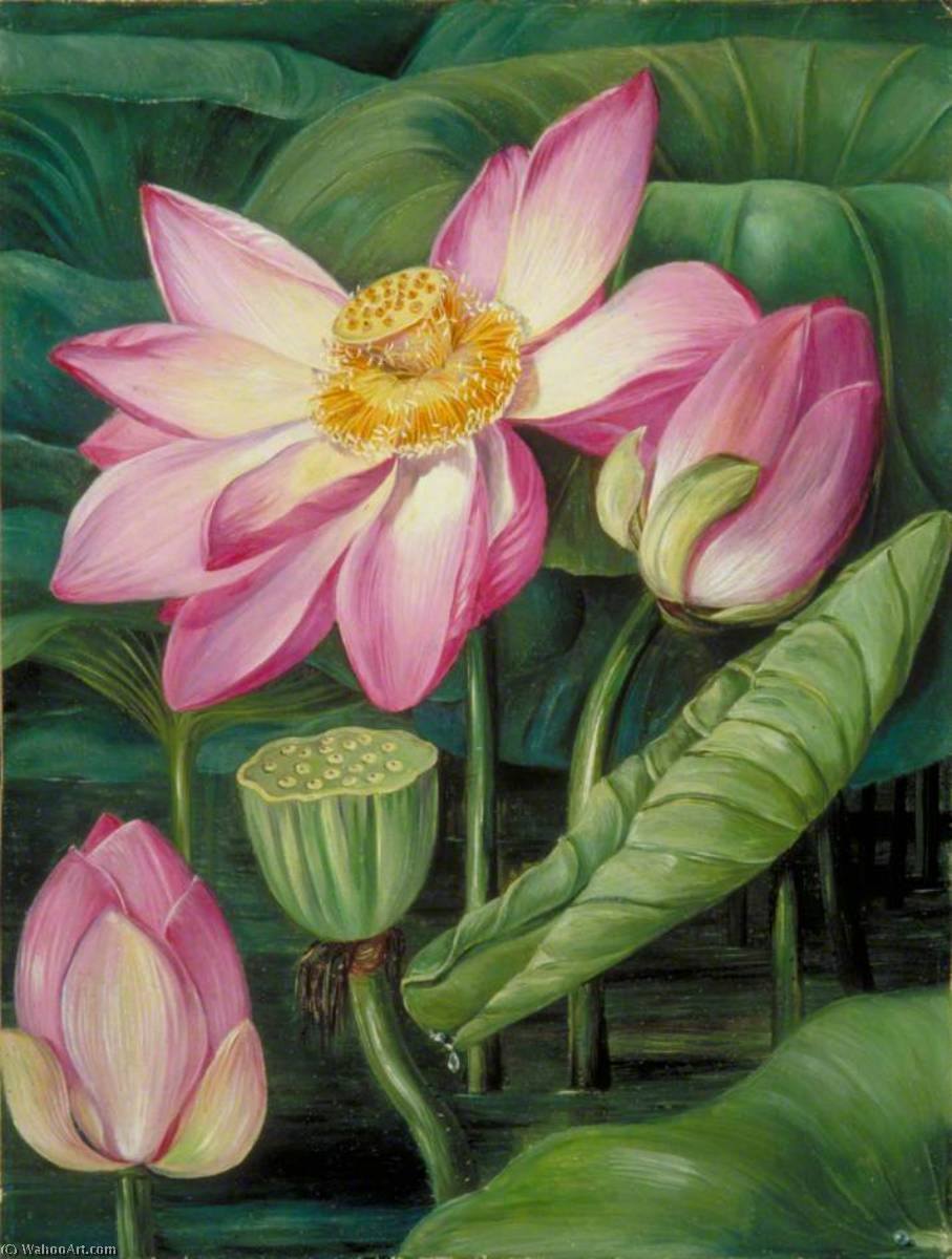 Art Reproductions Foliage, Flowers and Fruit of the Sacred Lotus in