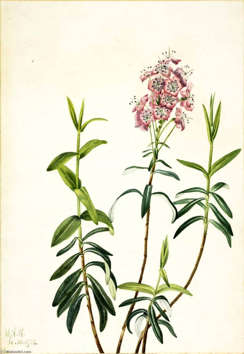 Museum Art Reproductions Bog Kalmia (Kalmia polifolia), 1922 by Mary