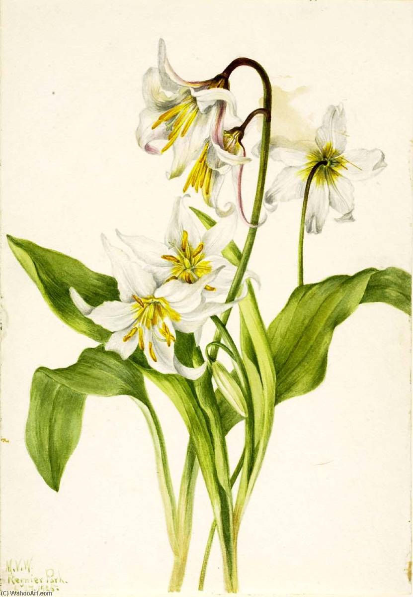 藝術再現 雪崩百合赤藓红 1925 通过mary Morris Vaux Walcott Artsdot Com