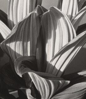 Glacial Lily — Imogen Cunningham