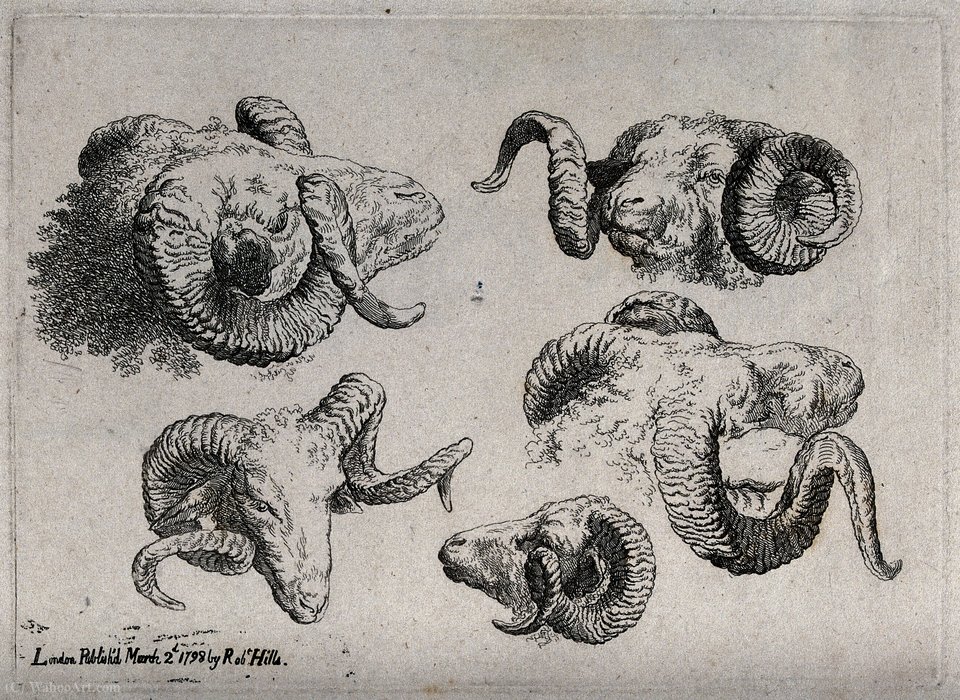 A Rams's Head — Robert Hills