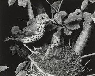 Wood Thrush — Eliot Porter