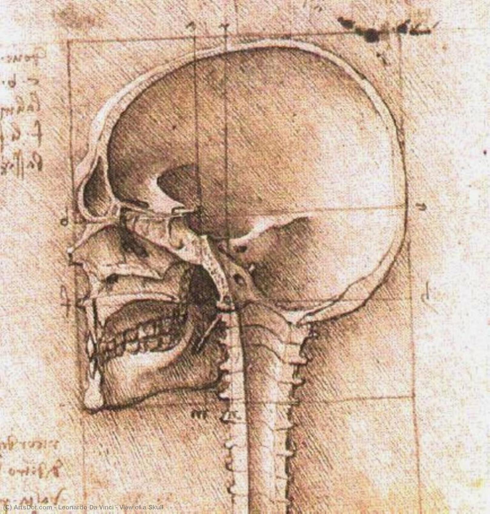 Ansicht Eines Schädel — Leonardo Da Vinci