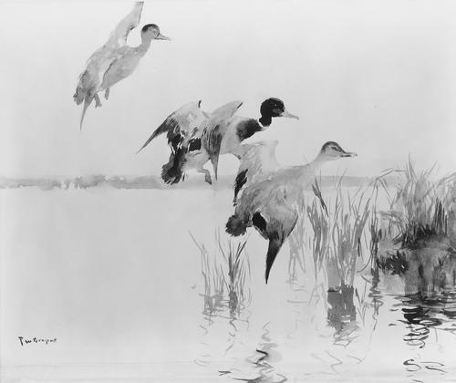 Mallards Alighting — फ्रैंक वेस्टन बेन्सन