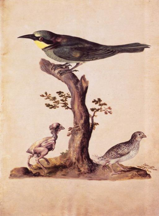 Birds — Giuseppe Arcimboldo