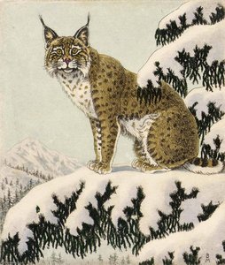 Wildcat Reconnoitering