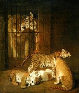 Group Of Whelps Bred Between A Lion And A Tigress,
