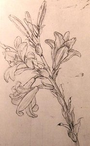 Drawing Of Lilies, For An Annunciation — Leonardo Da Vinci