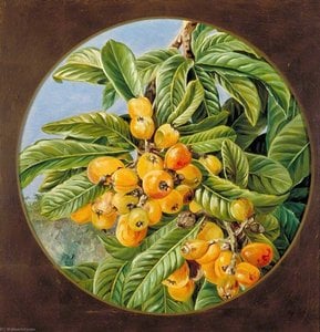Foliage And Fruit Of The Loquat Or Japanese Medlar, Brazil — Marianne North, Victorian Academic