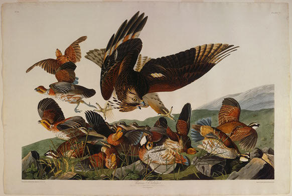 Virginian Partridge — Robert Havell