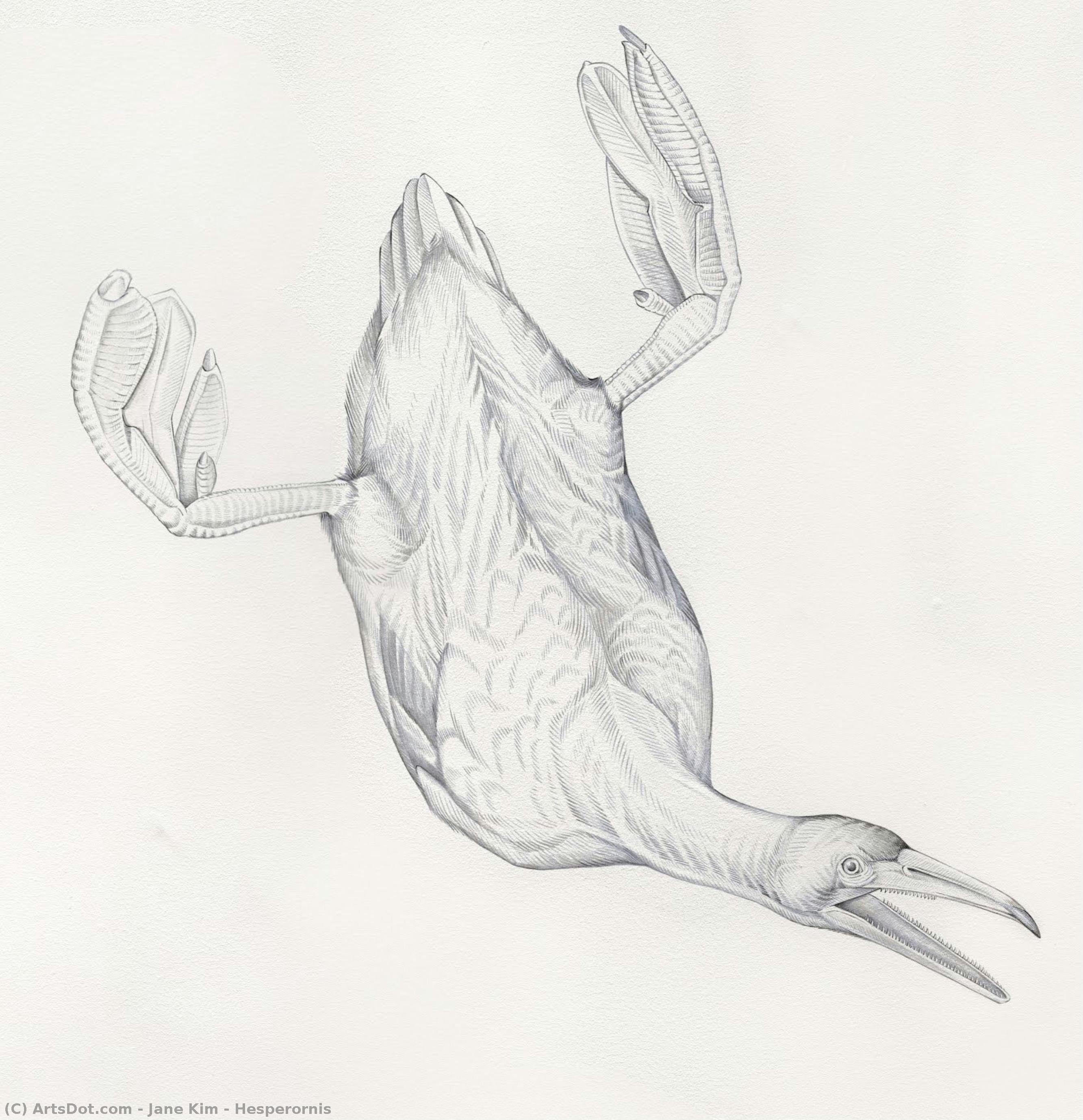 Hesperornis — Jane Kim