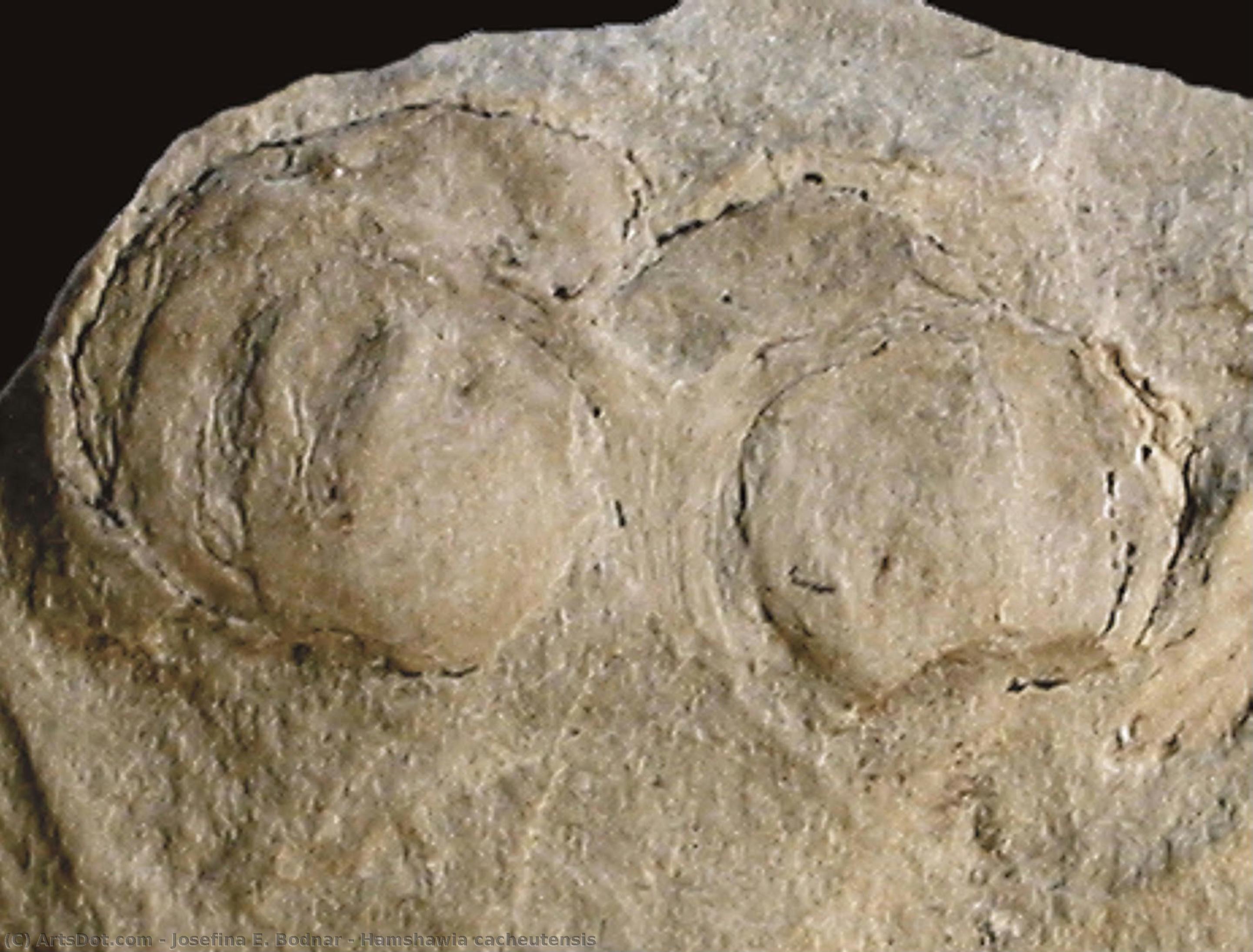 Hamshawia Cacheutensis — Josefina E. Bodnar