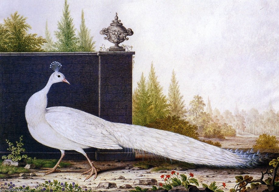 The White Peacock — Nicolas Robert