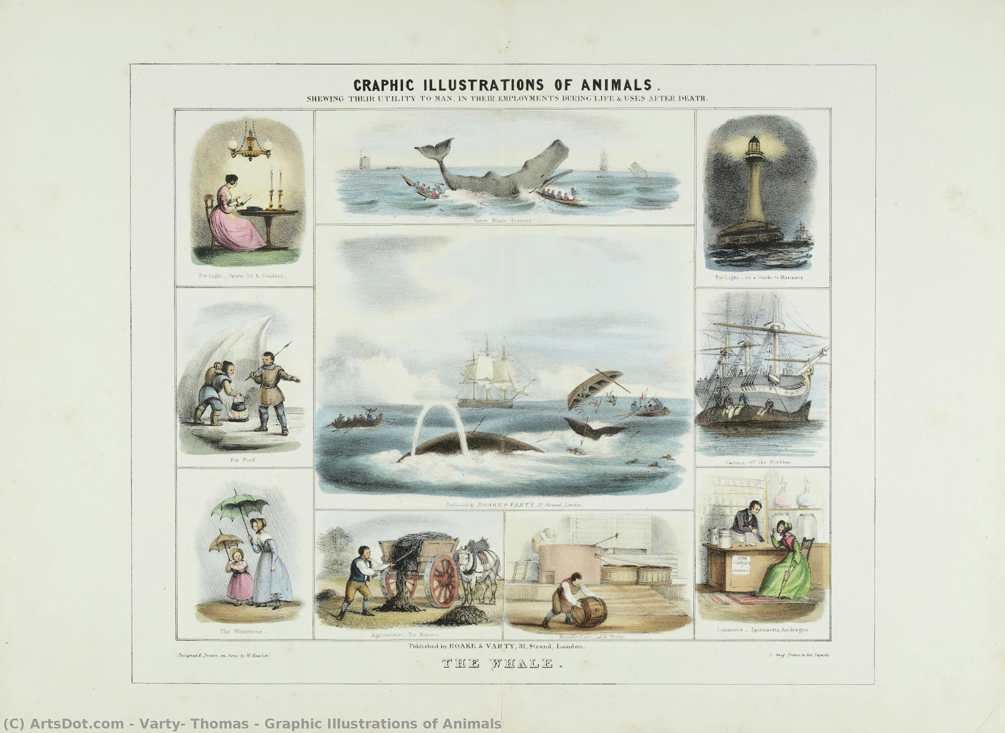 Graphic Illustrations Of Animals — Varty, Thomas