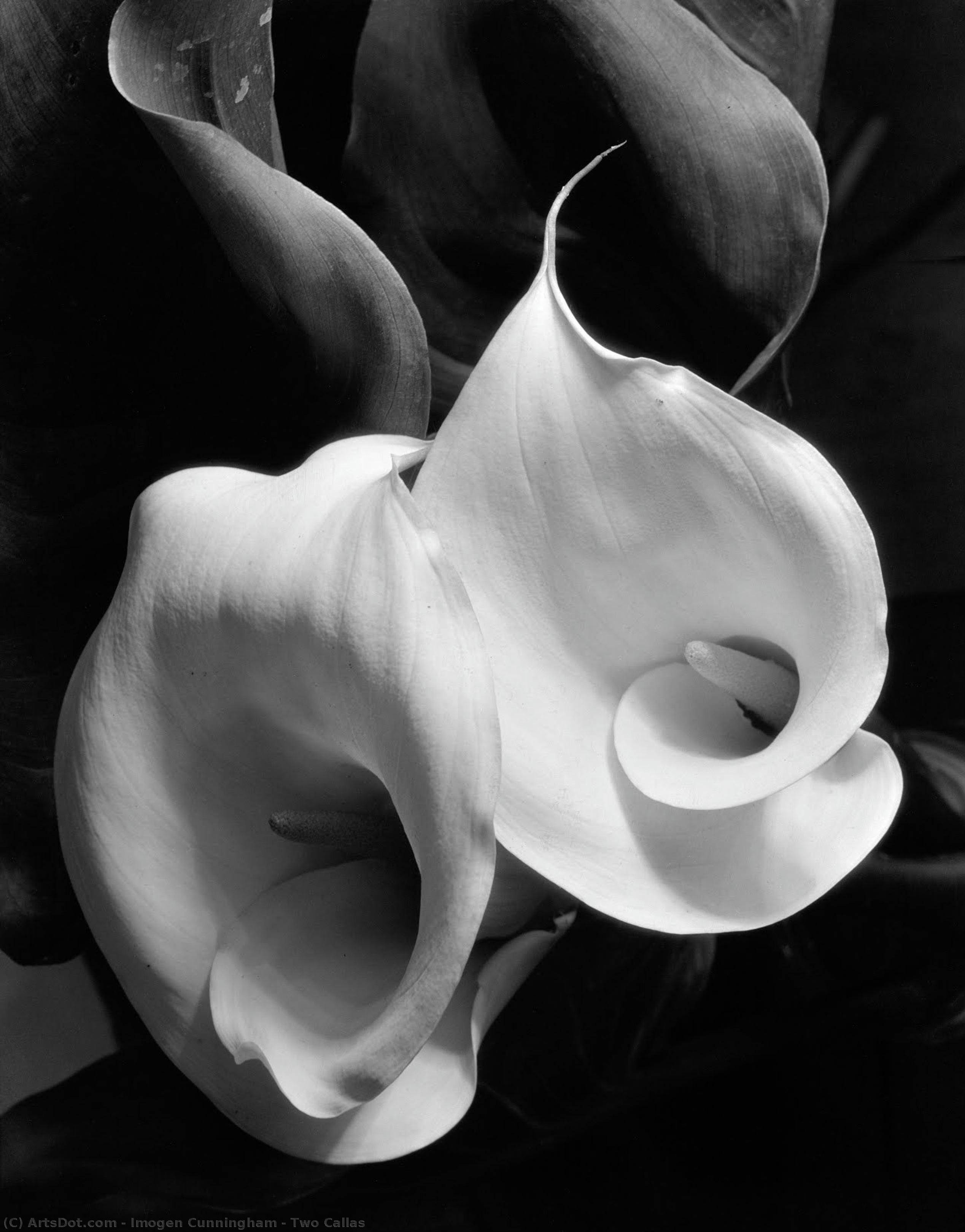 Two Callas — Imogen Cunningham