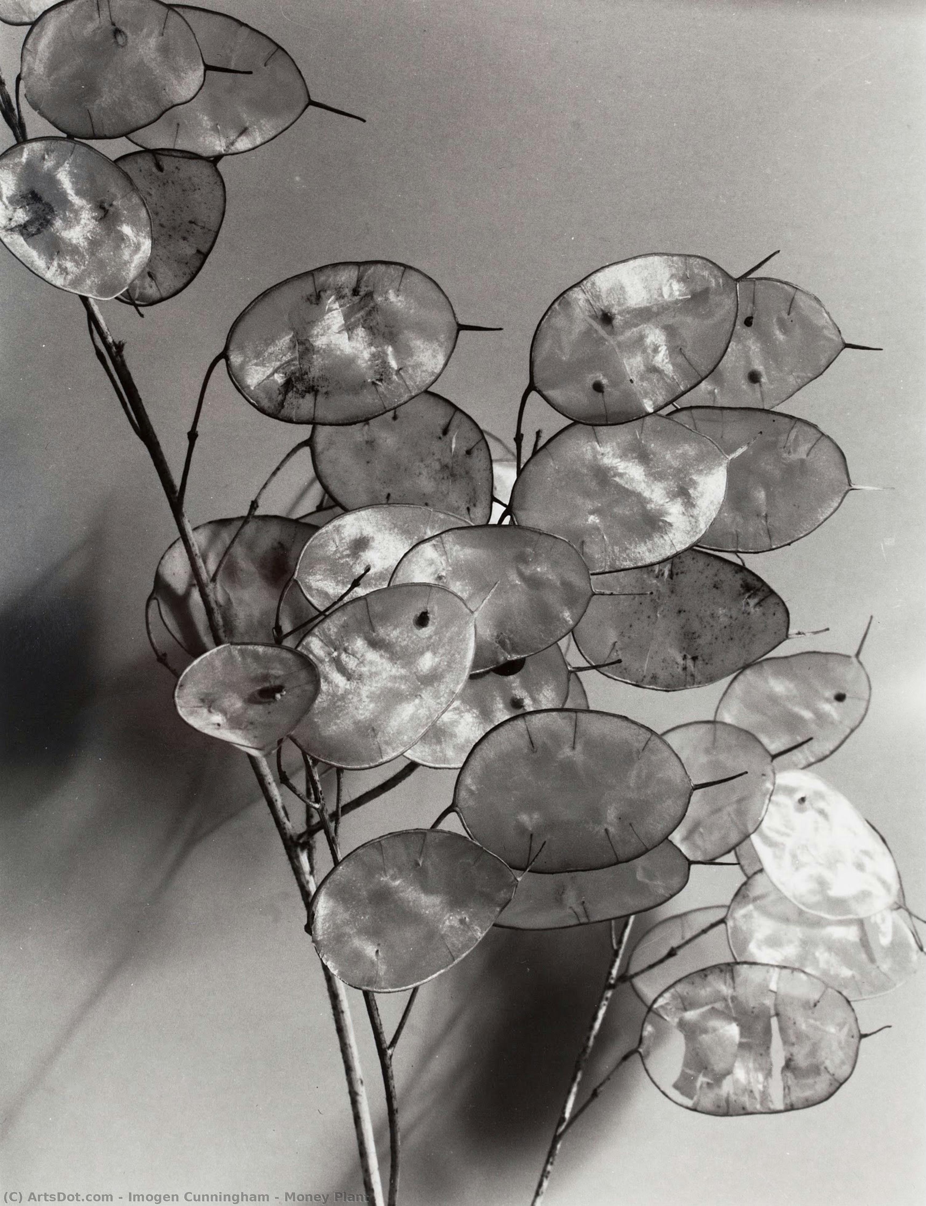 돈 식물 — Imogen Cunningham