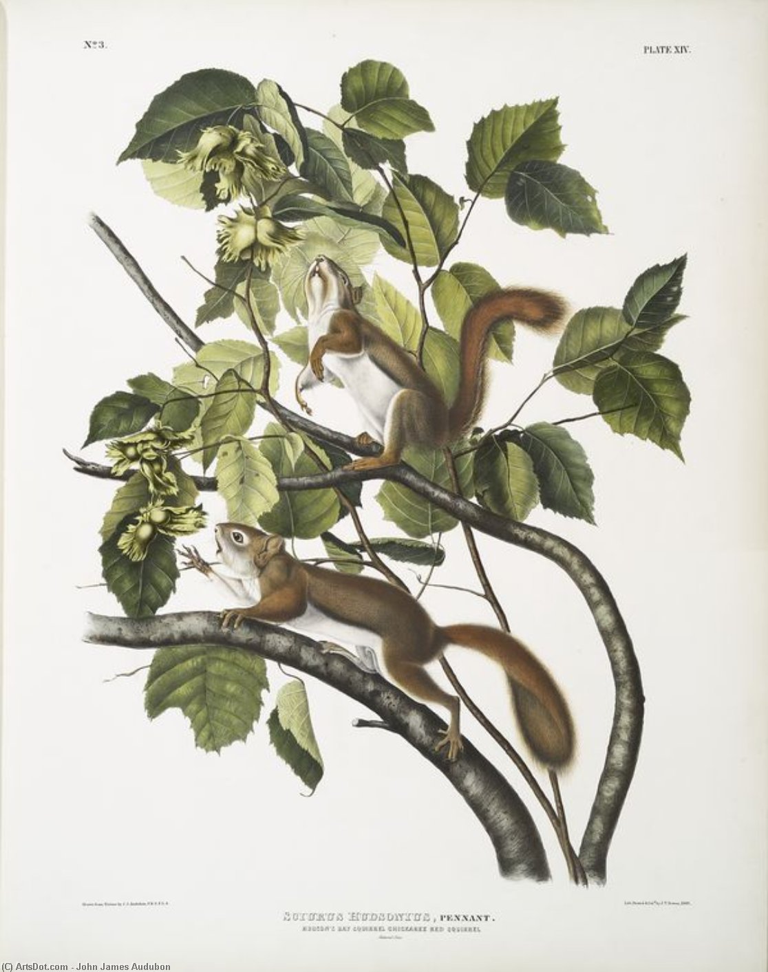 Jan James Audubon - Sciurus Hudsonius, Hudson's Bay Squirrel, Chickaree Red Squirrel. Natural size