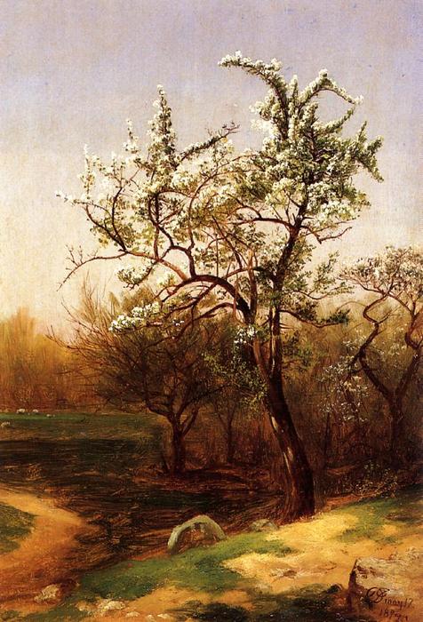 Pear Blossoms — David Johnson
