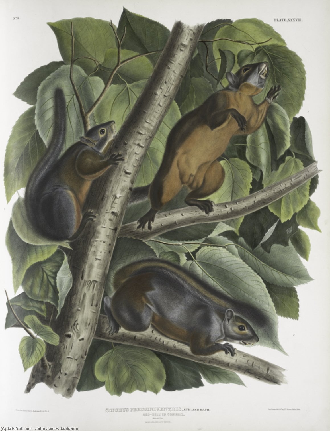 ジョン・ジェームズ・オーデュボン - Sciurus feruginiventris, Red-bellied Squirrel. Natural size. Male, female and young