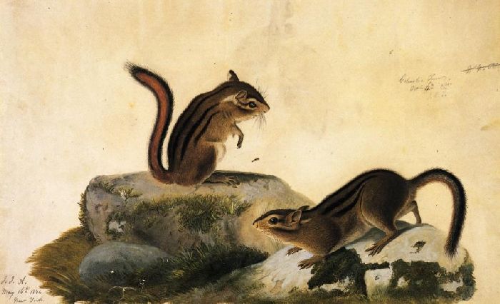 Two Ground Squirrels — Джон Джеймс Оудрю