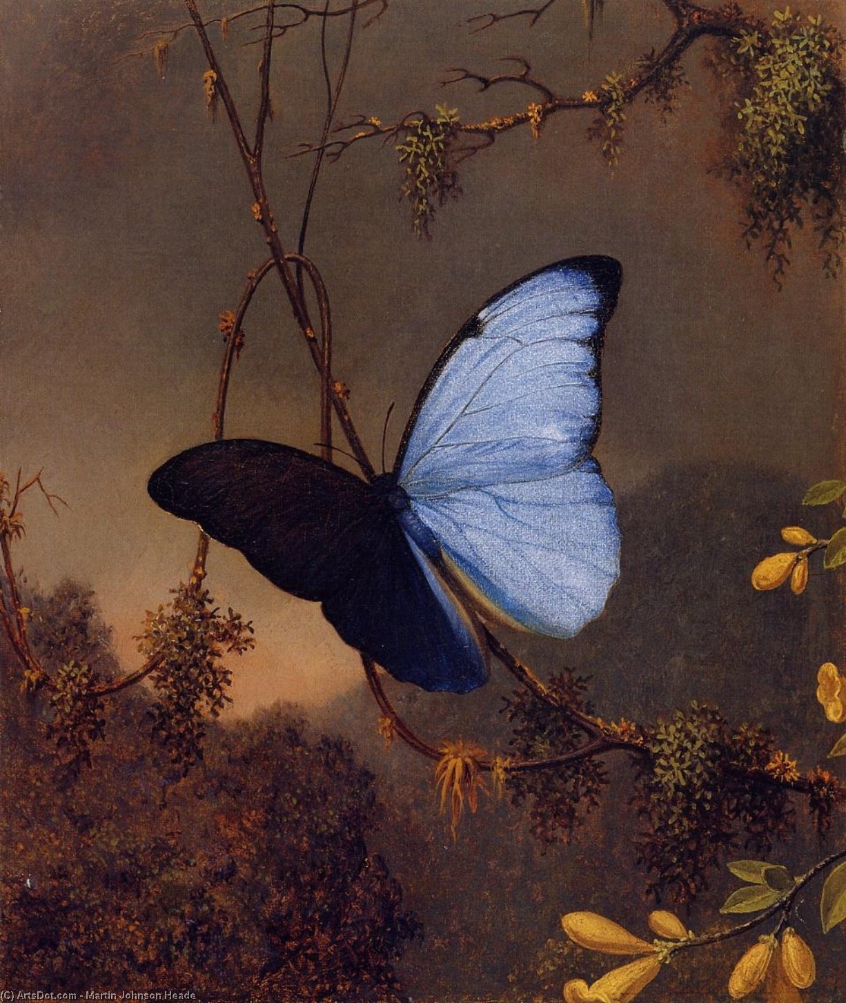 Blue Morpho Butterfly — Martin Johnson Heade