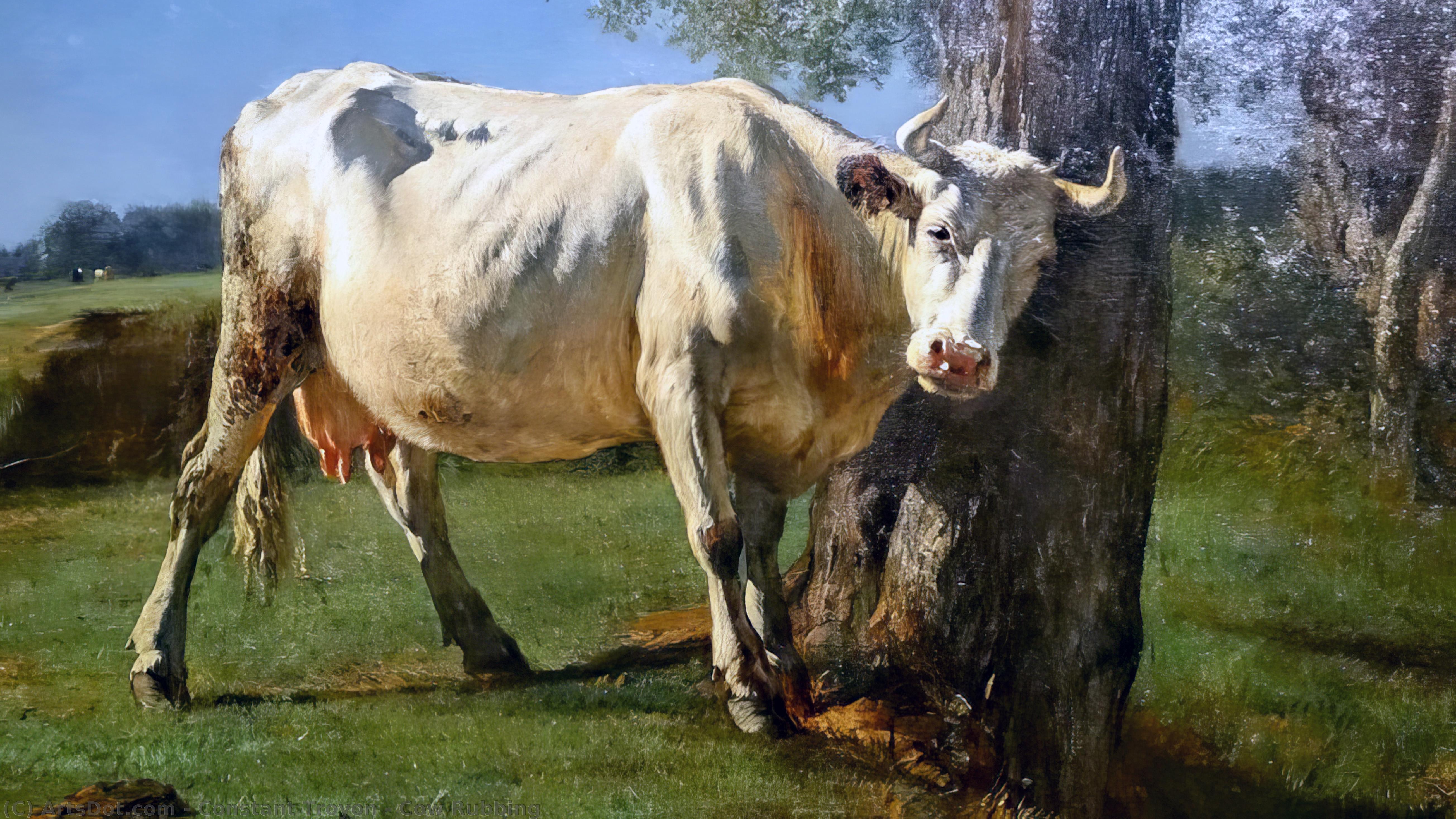 Cow Rubbing — Constant Troyon