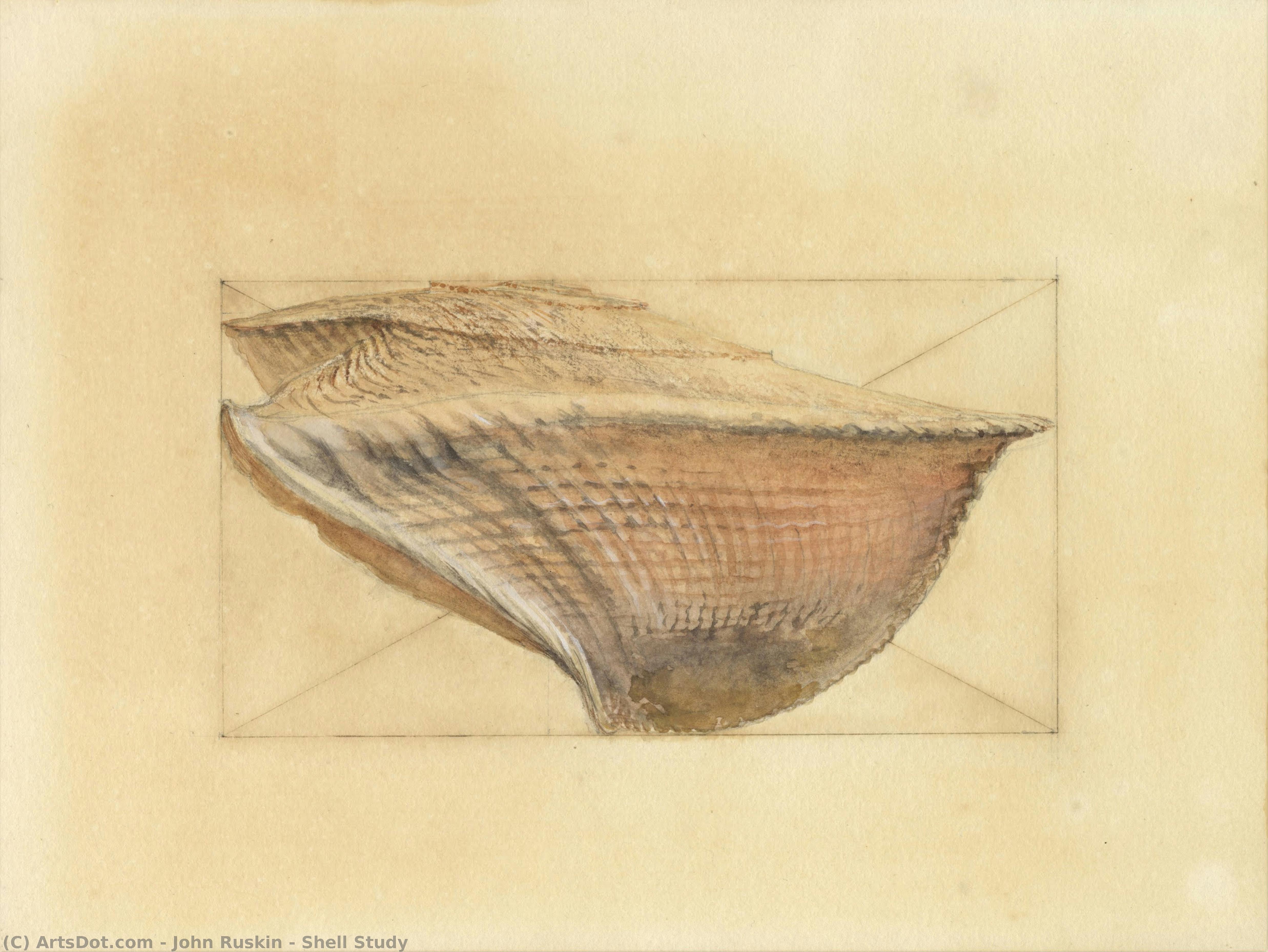 Shell Study — John Ruskin
