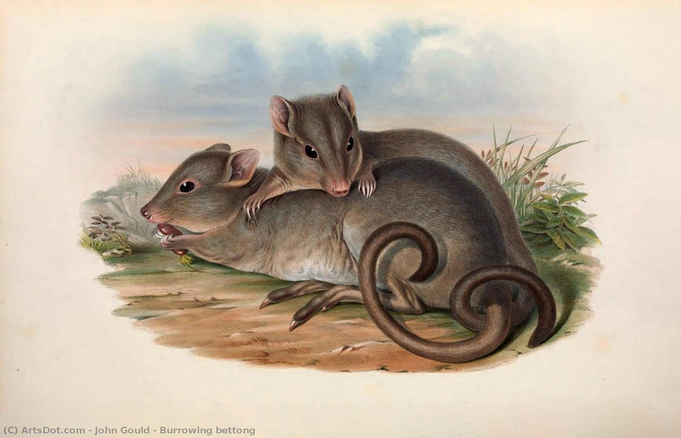 Burrowing Bettong — Jan Gōld