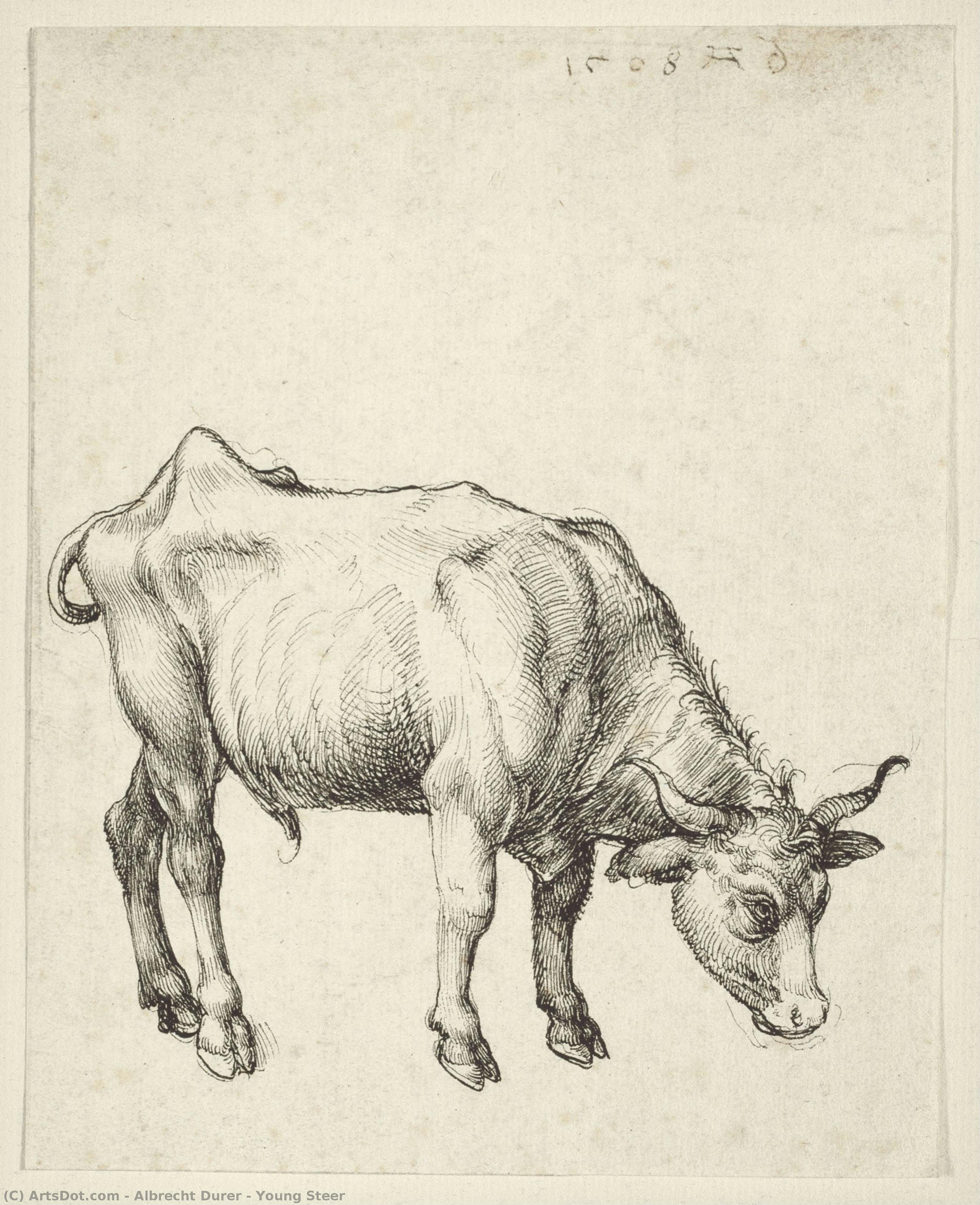 Junger Ochse — Albrecht Dürer