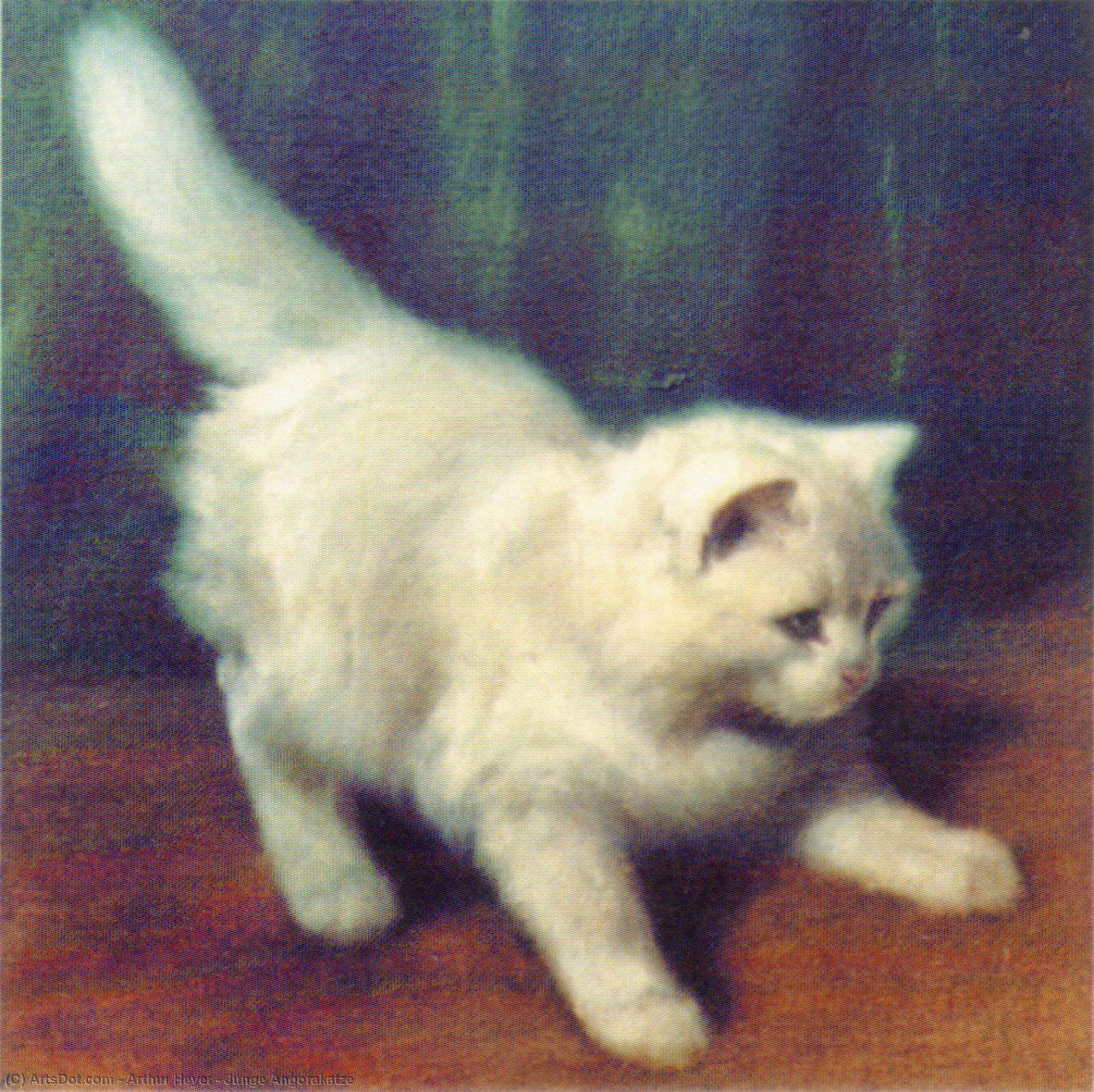 Junge Angorakatze — Arthur Heyer