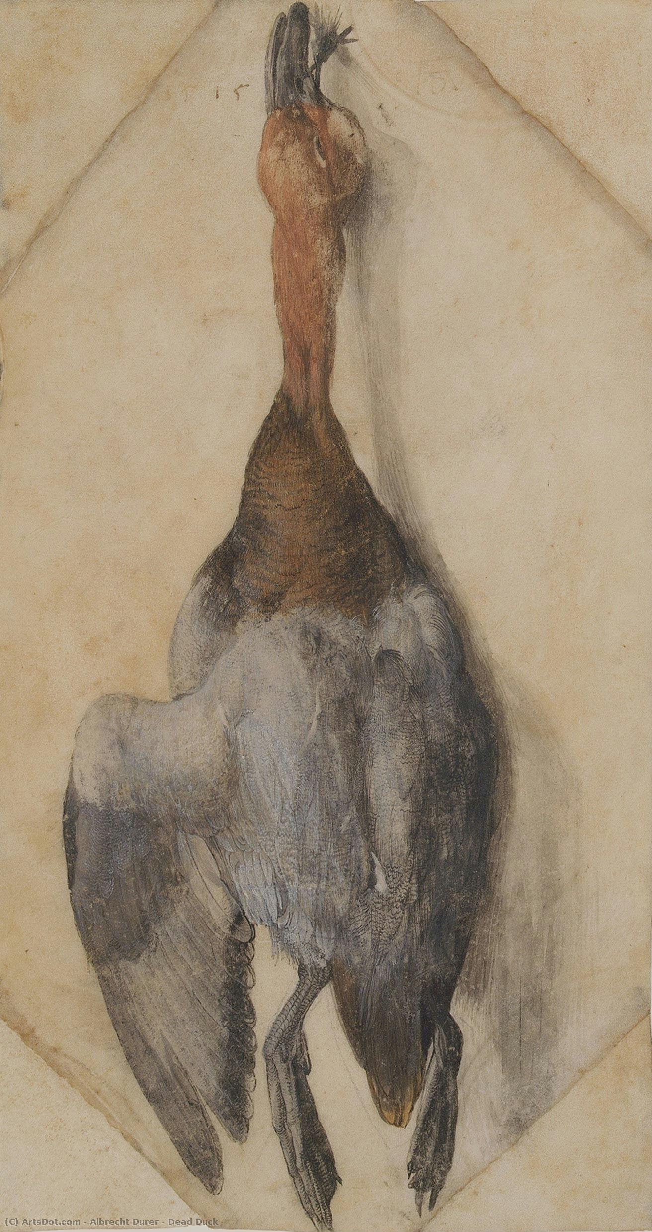 Albrecht Dürer - Dead Duck