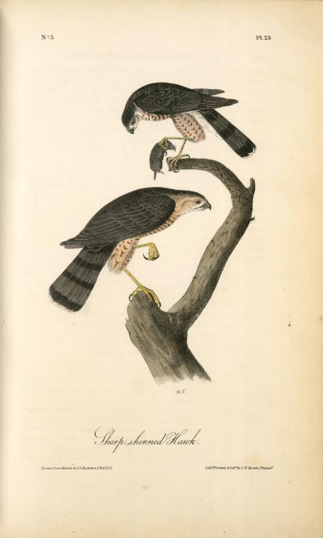 Sharp-shinned Hawk — Džonas Džeimsas Odiubonas
