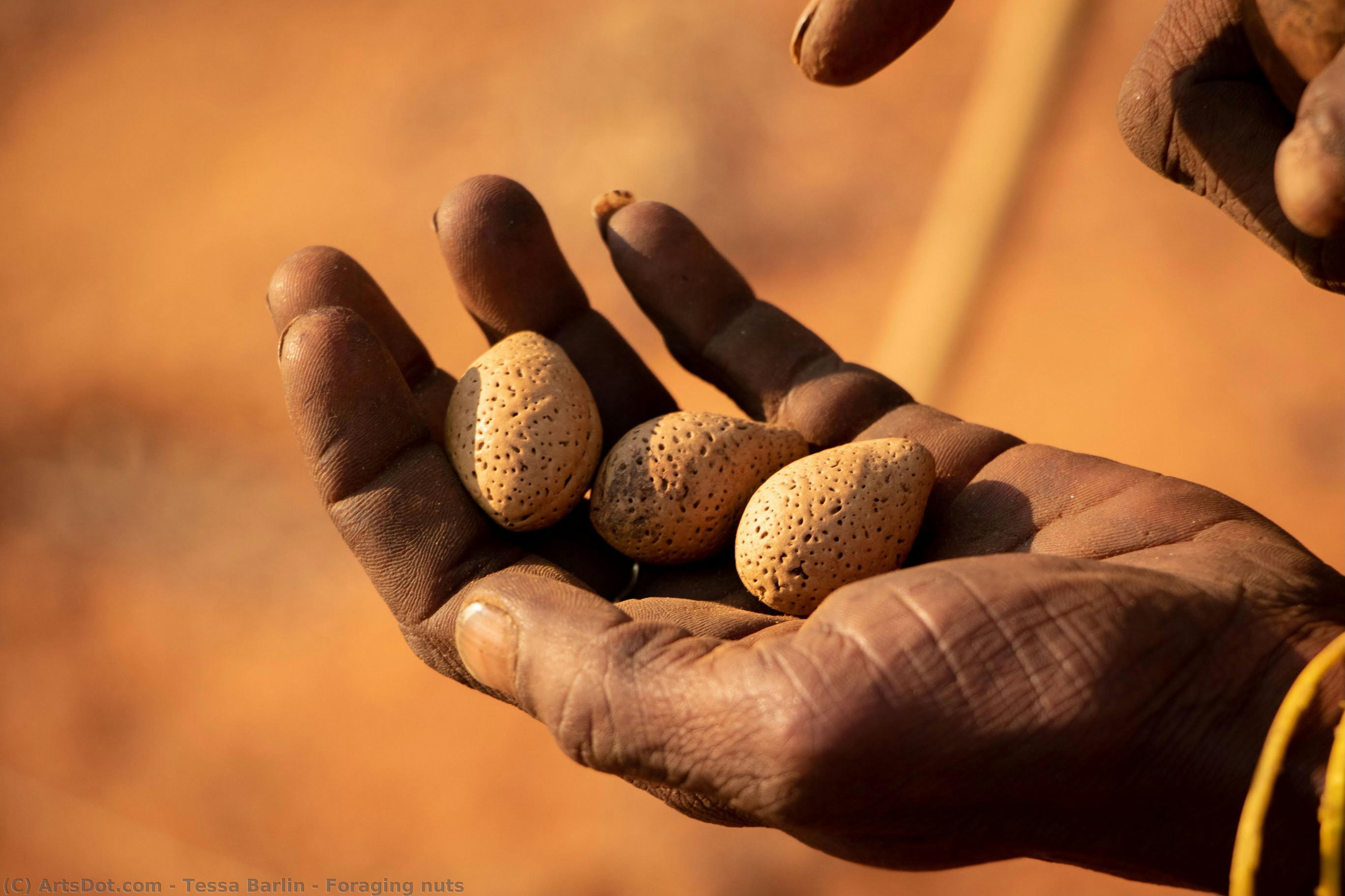 Foraging Nuts — Tessa Barlin