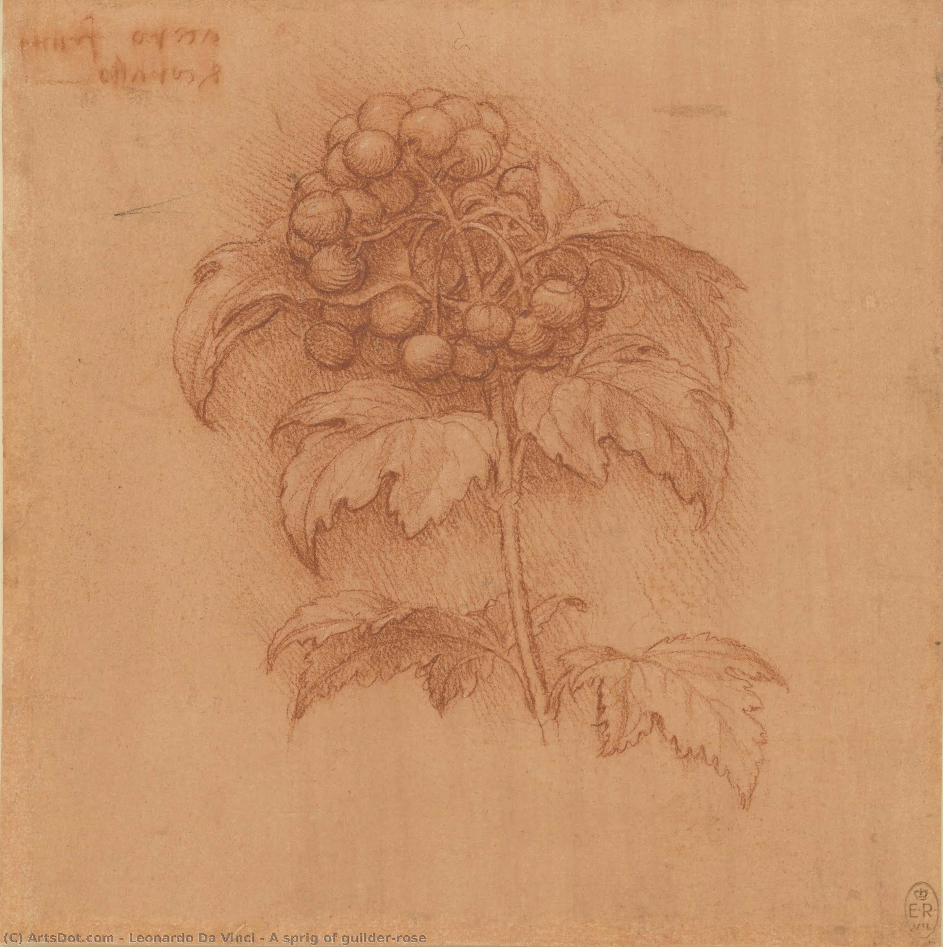Leonardo da Vinci - O ramurică de rog Doblo