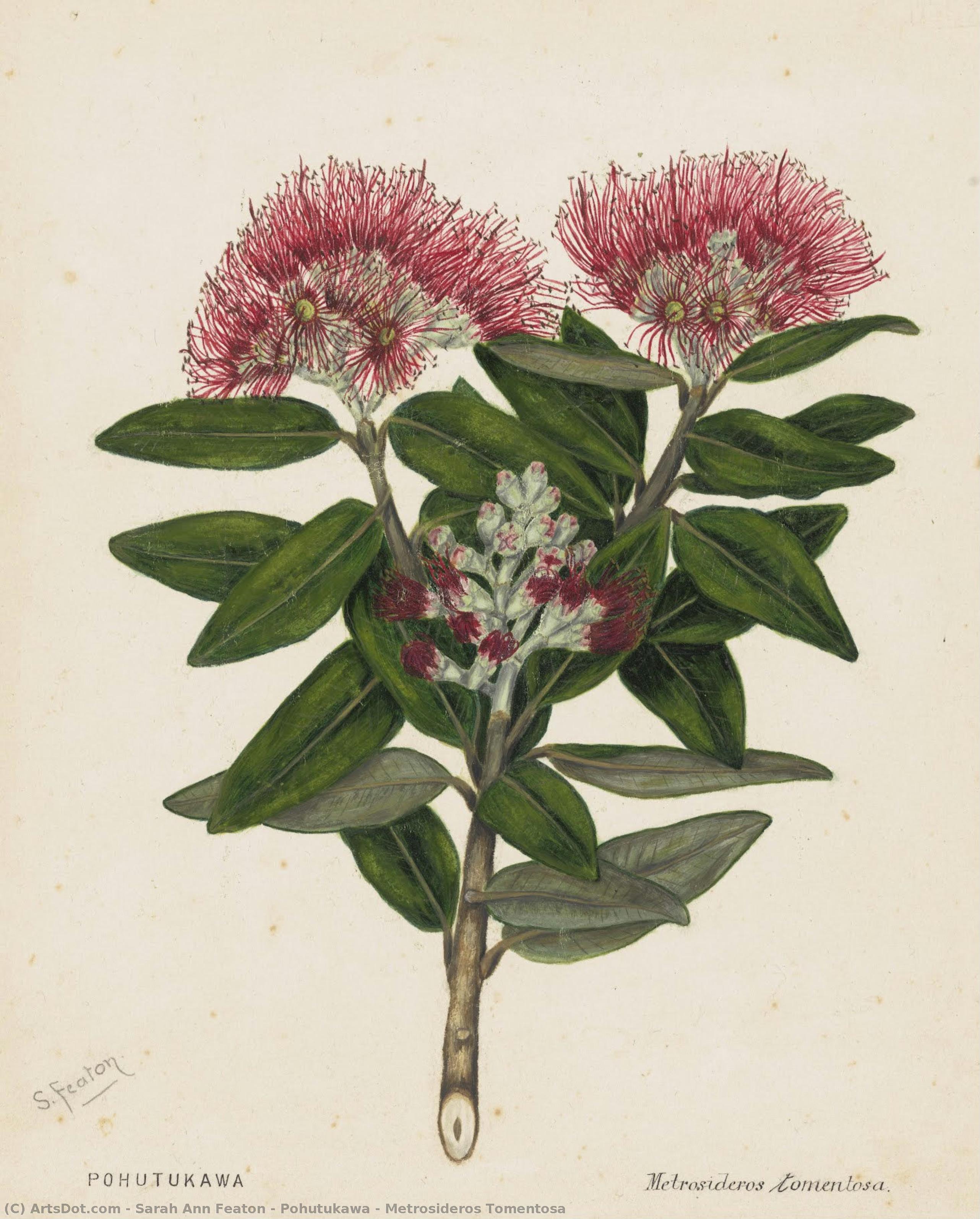Pohutukawa - Metrosideros Tomentosa — Sarah Ann Featon