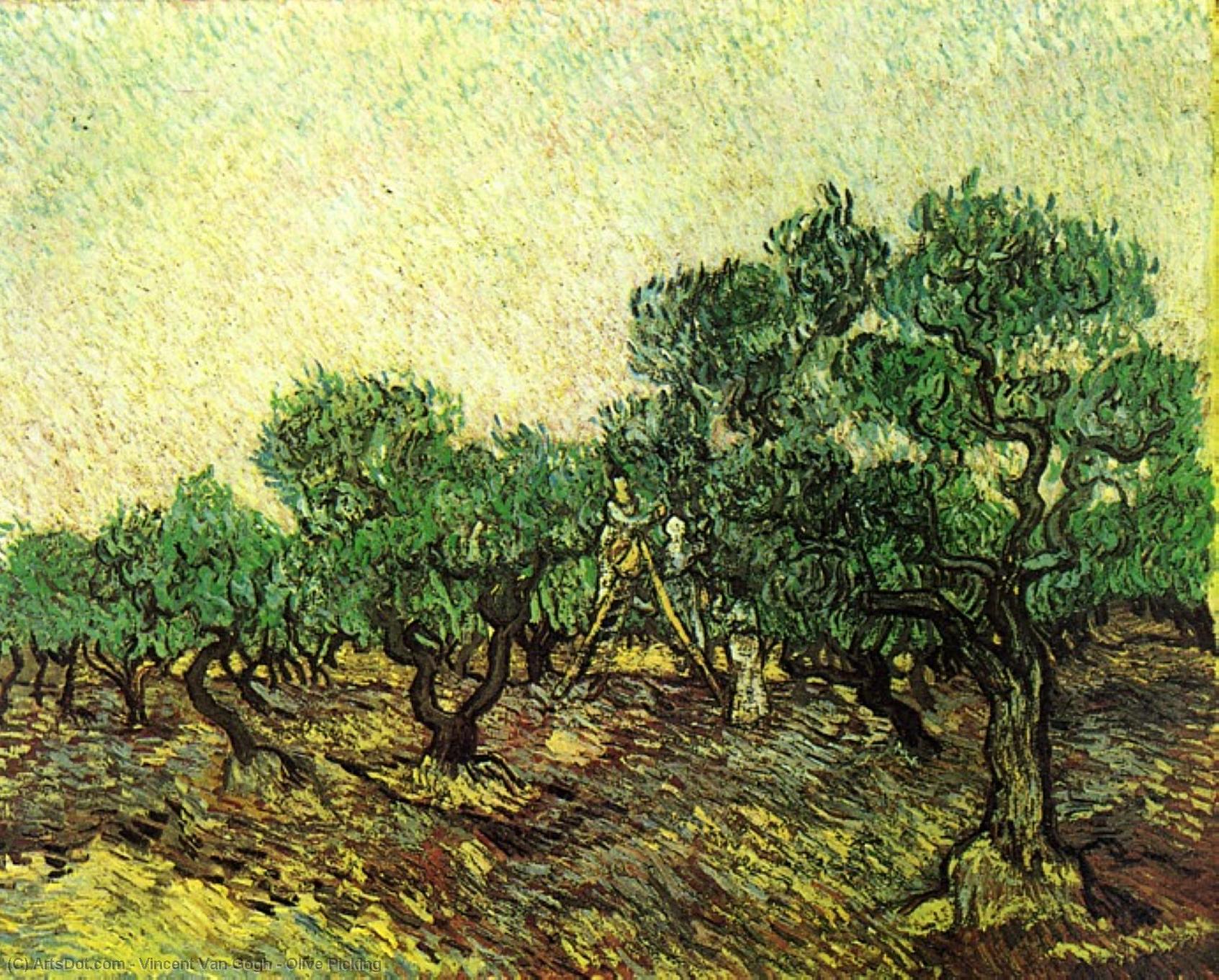 vincent willem van gogh - Olive Picking