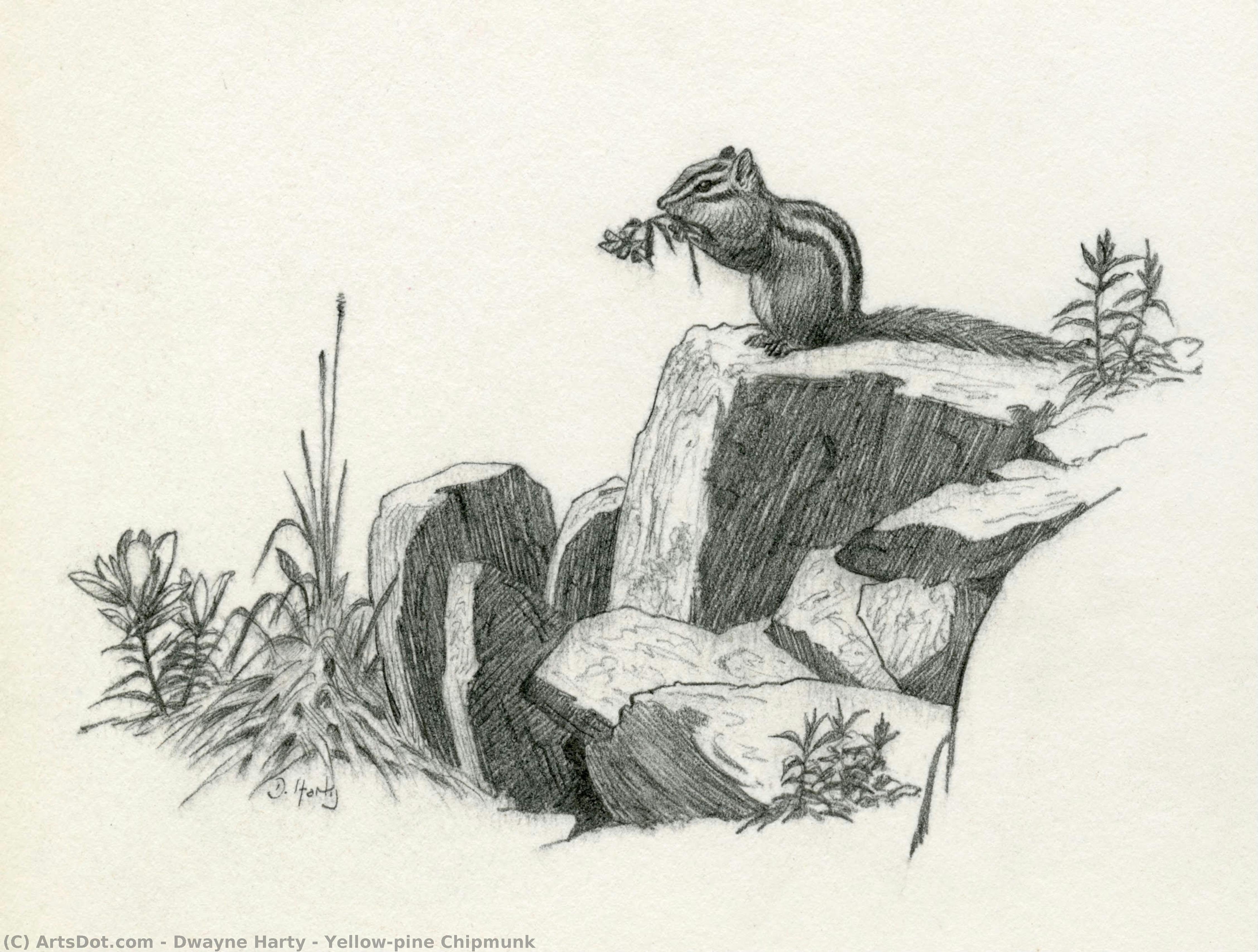 Yellow-pine Chipmunk — Dwayne Harty