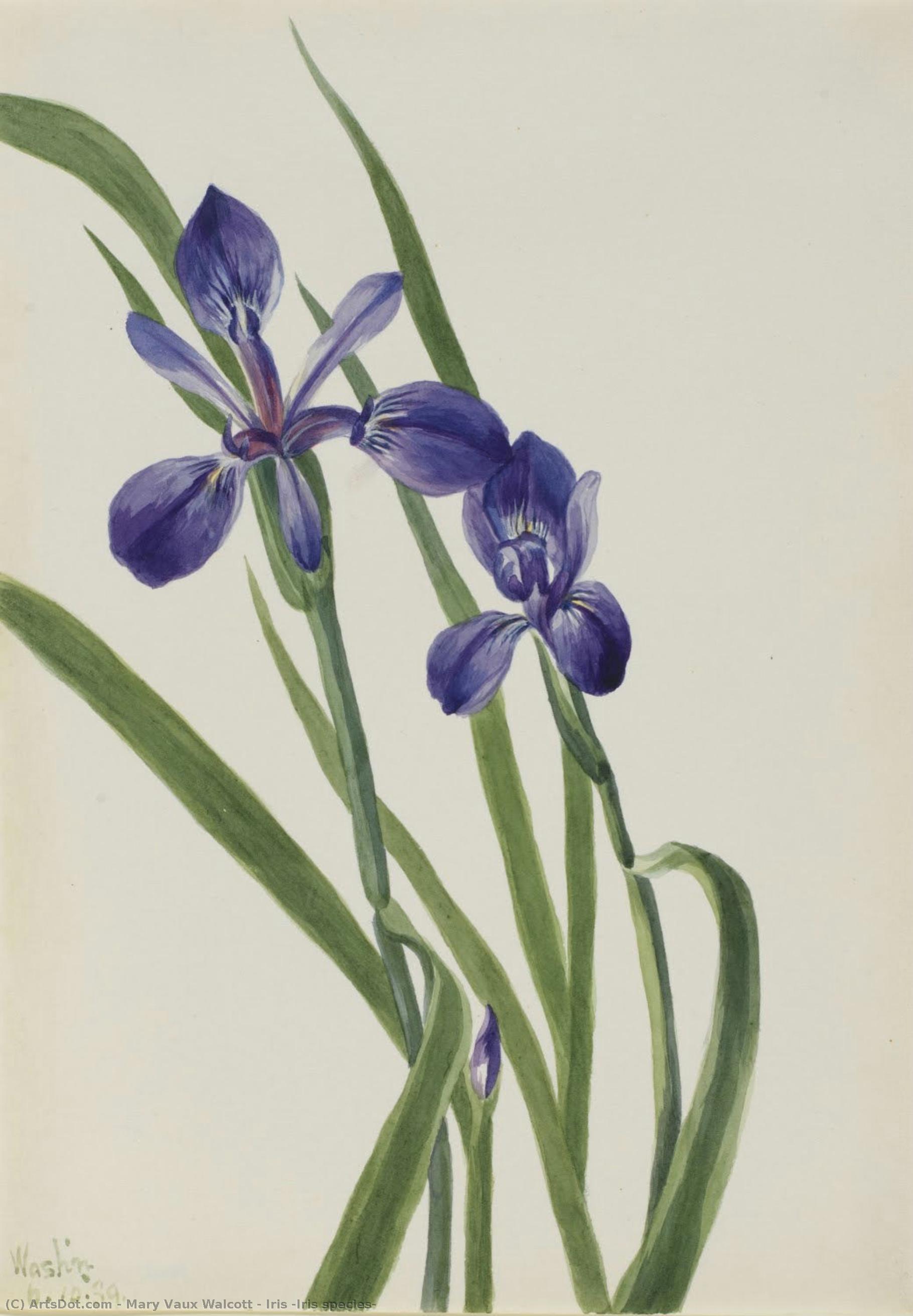 Iris (iris-art) — Mary Vaux Walcott