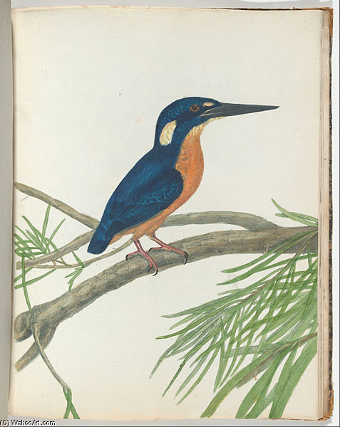 Three-toe Kingfisher — John William Lewin