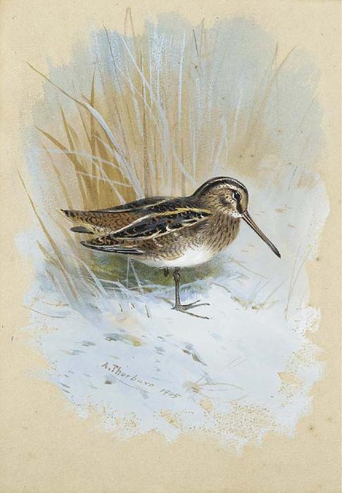 Snipe — Archibald Thorburn