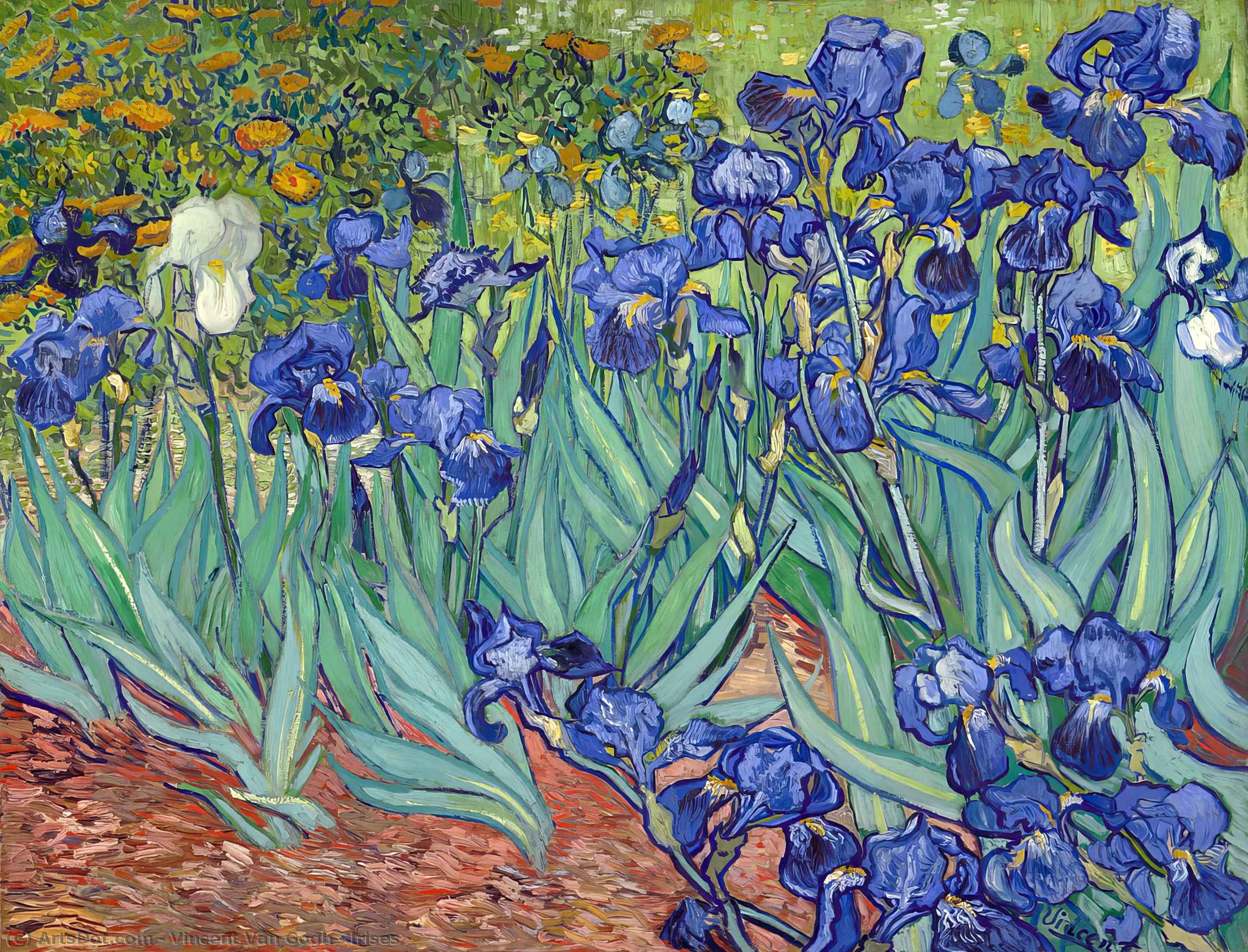 vincent willem van gogh - Irisy