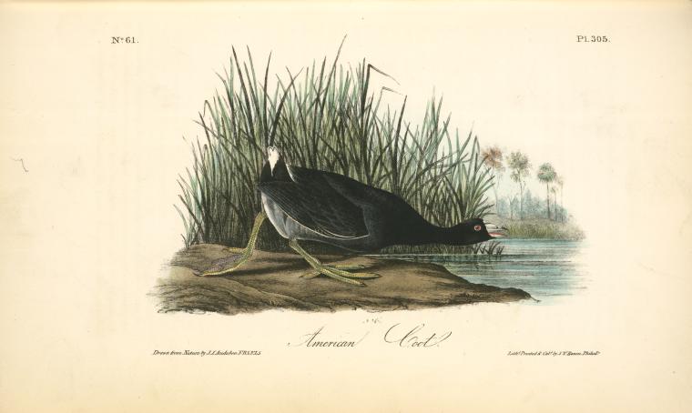 American Coot — 존 제임스 오두본