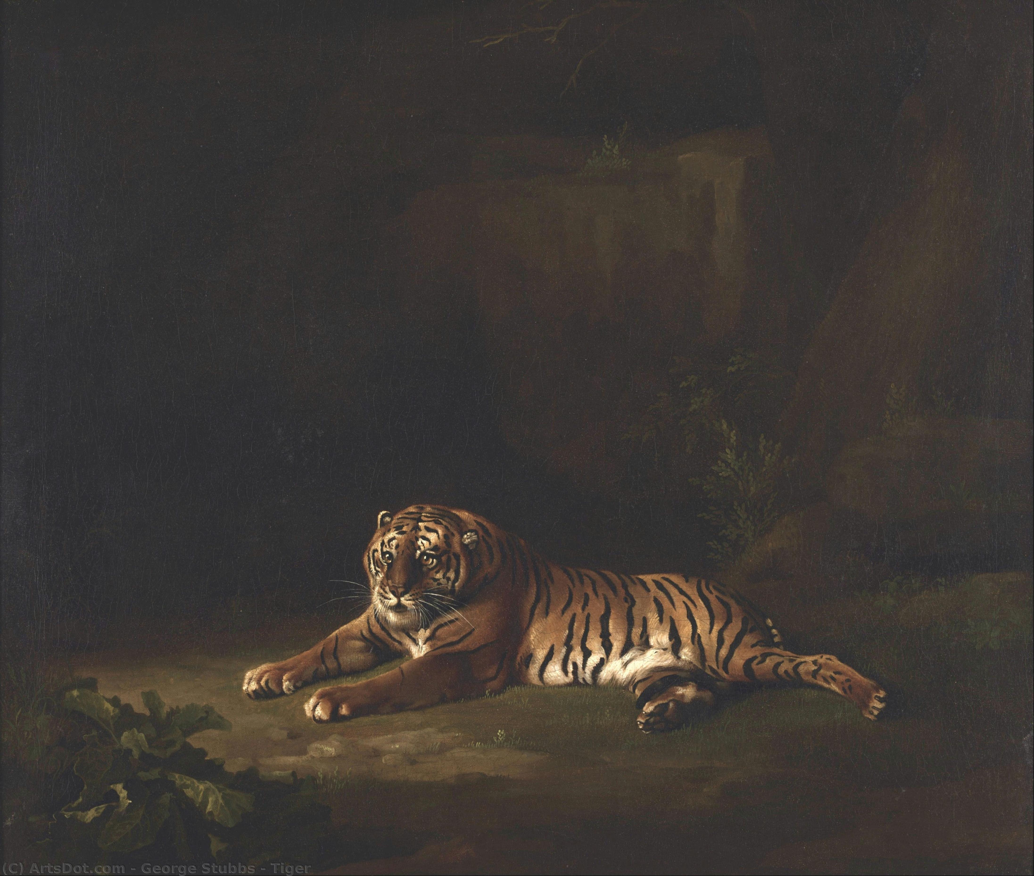 George Stubbs - Tiger