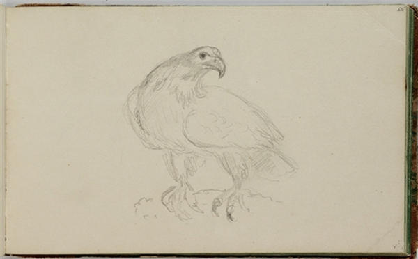 Study, Bird — تومس كول