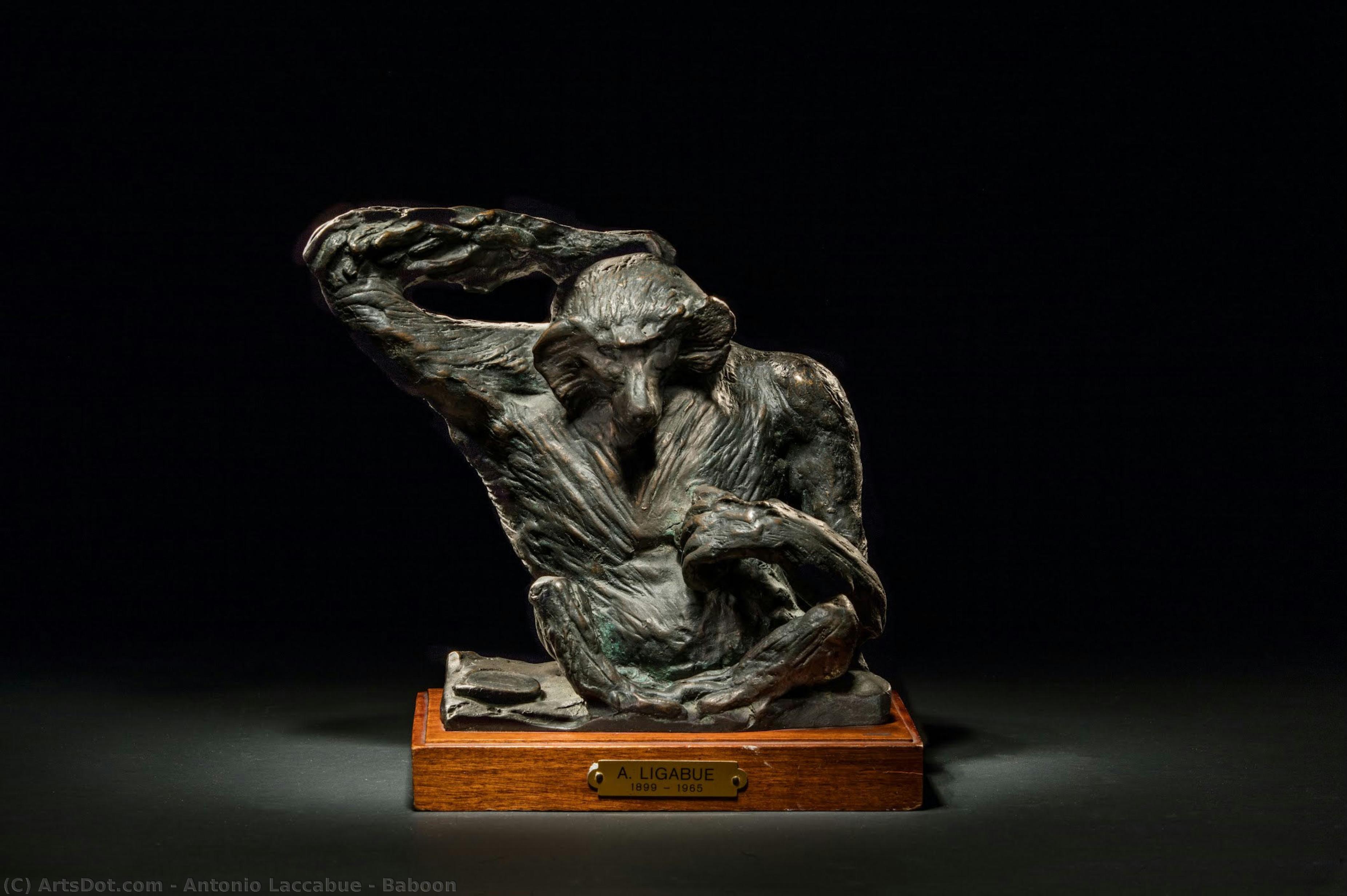 Baboon — Antonio Laccabue