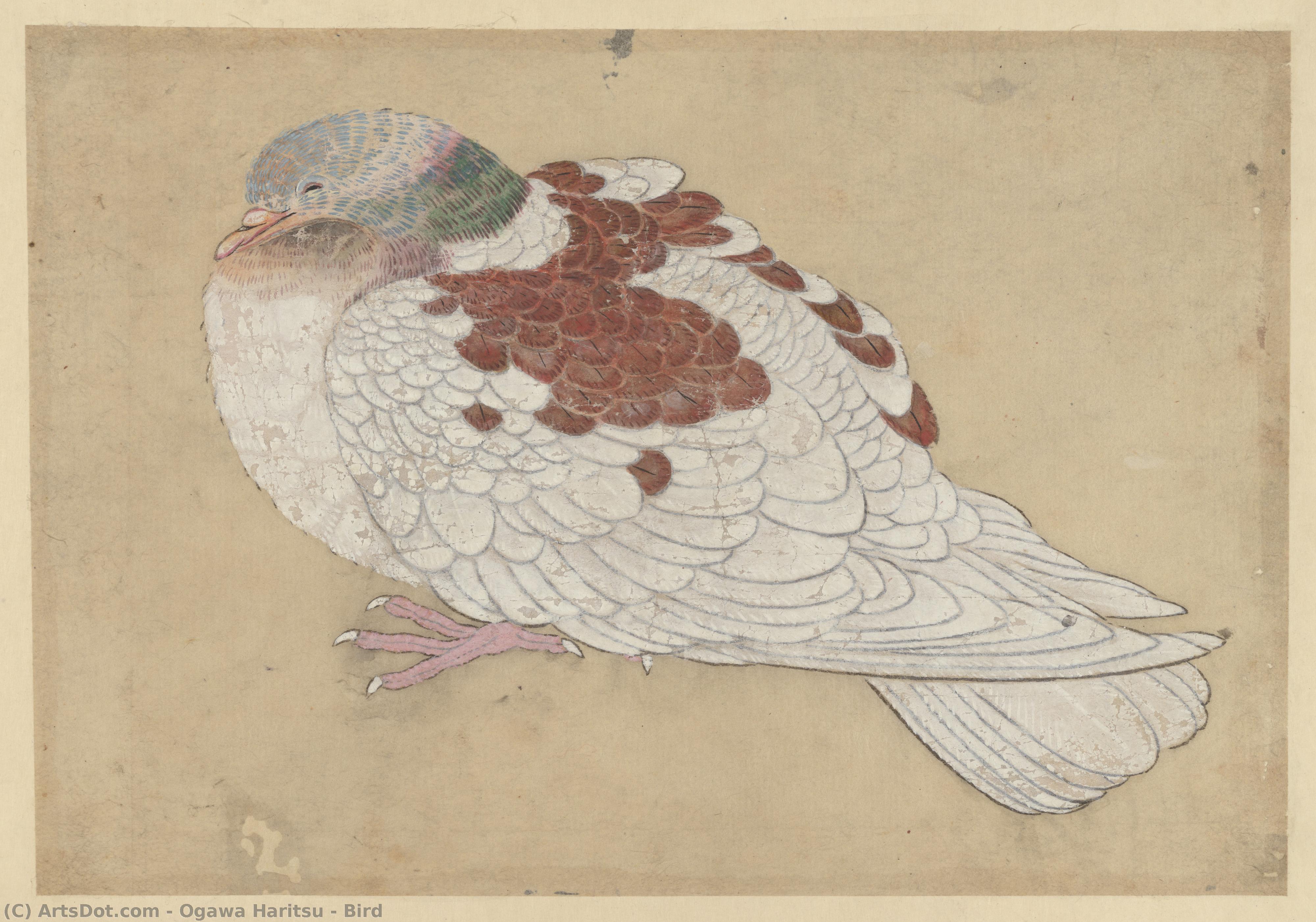 ogawa haritsu (ritsuō) - Bird