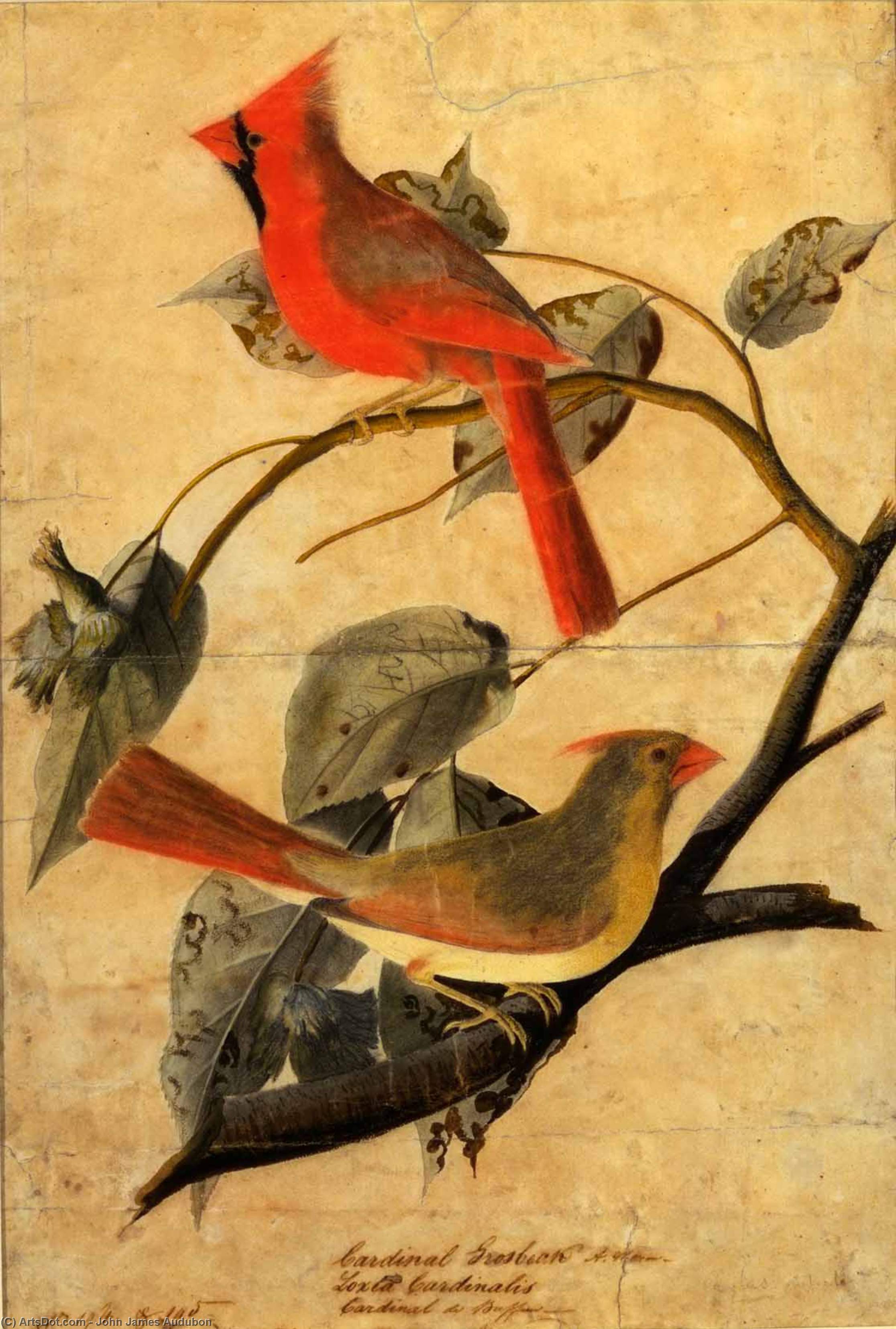 Cardinal Grosbeak — جون جيمس أودوبون