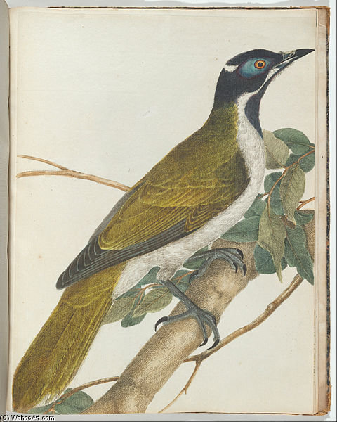 Blue Face Honeysucker — John William Lewin