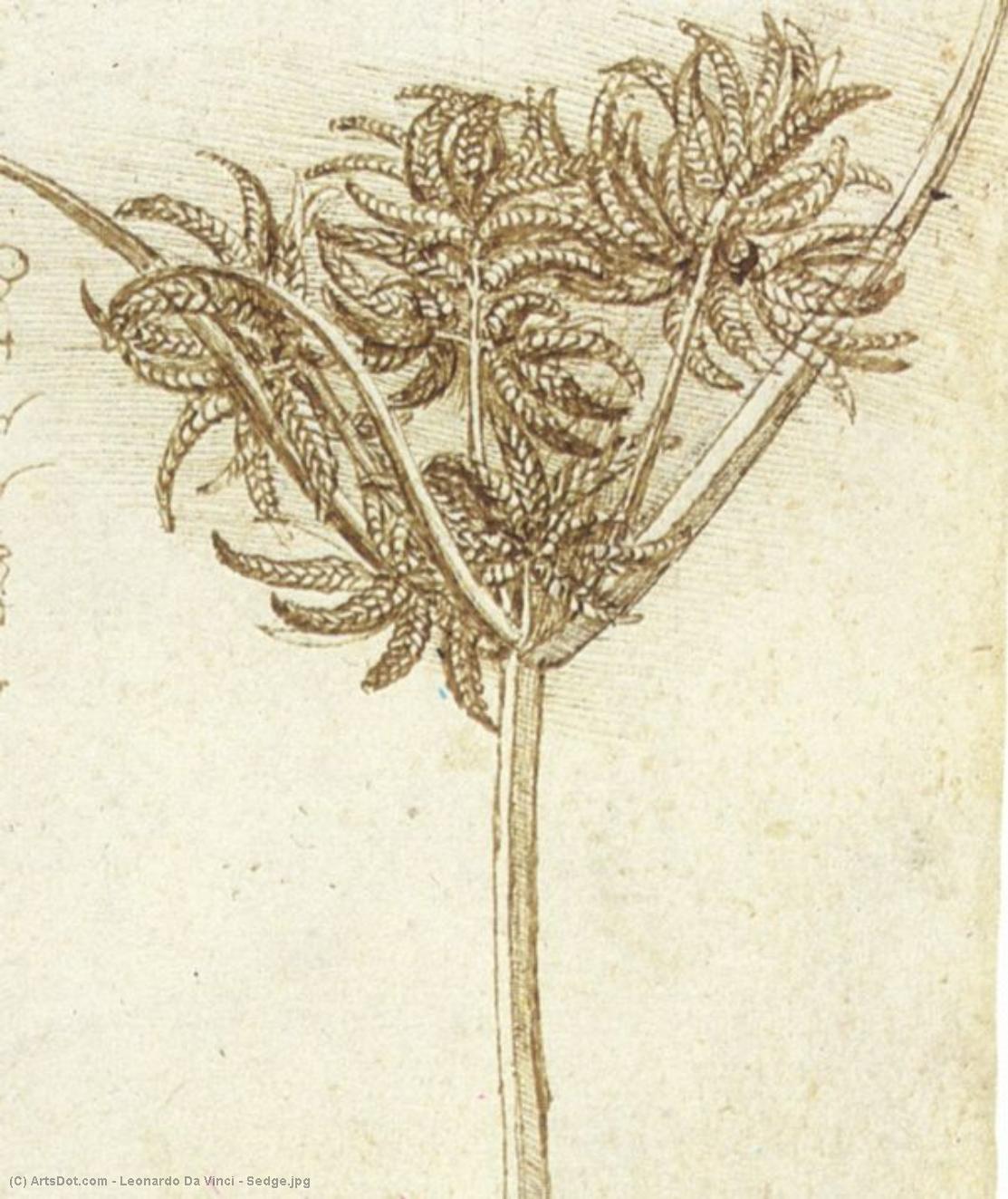 Seda — Leonardo Da Vinci
