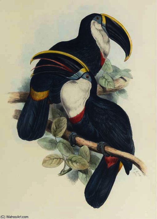 Culmenated Toucan — Edward Lear